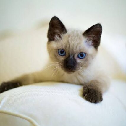 Siamese Cats for Sale Online in India | Buy Purebred Siamese Kittens from Pet Valley