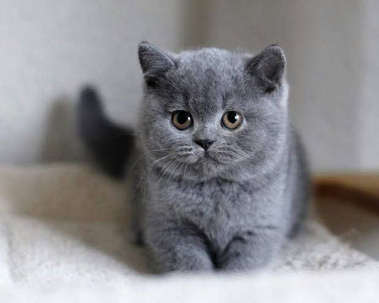 British Shorthair Kittens Cats for Sale | Buy Purebred British Shorthair Kittens Online from Pet Valley